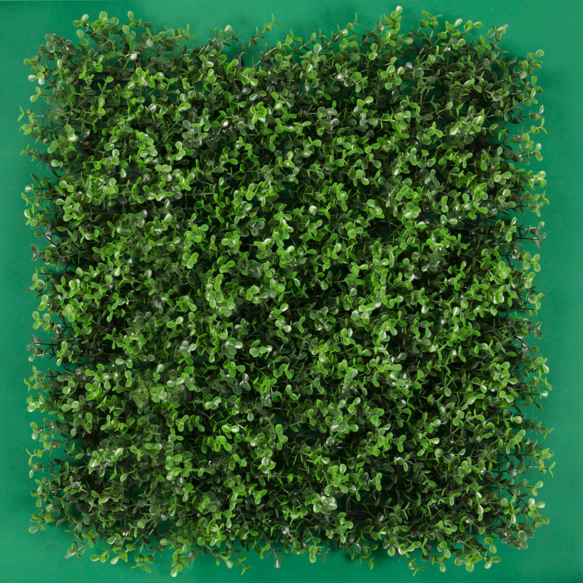 Arrayan Verde